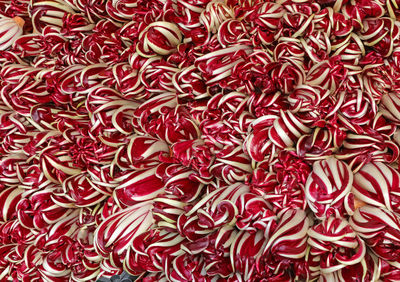 Red chicory called radicchio tardivo in italian language for sale at market