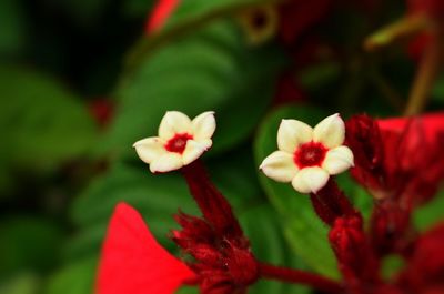 Close-up of red flowers blooming outdoors