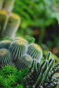 Close-up of cactus plant