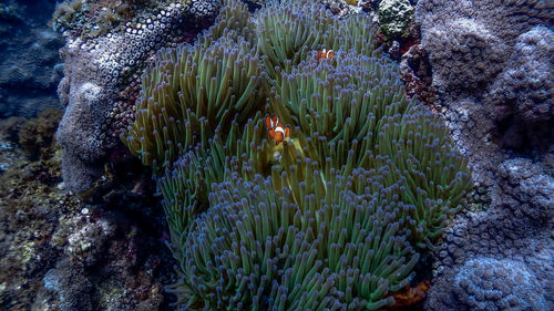 Close-up of fish underwater