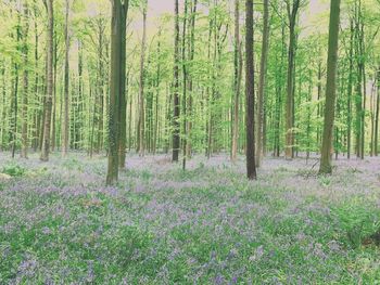 Scenic view of flowering trees in forest