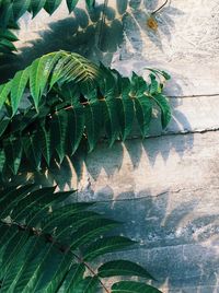 High angle view of succulent plant leaves