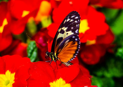 Close-up of butterfly pollinating on red flower