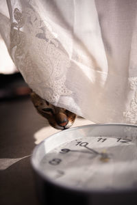 Cropped image of cat smelling wall clock on floor
