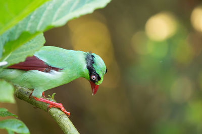 Close-up of bird perching on a branch