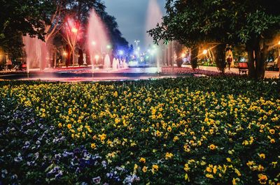 View of flowers at night