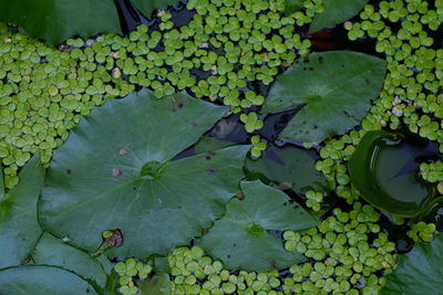 High angle view of lotus leaves floating on water