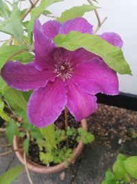Close-up of purple flowering plant