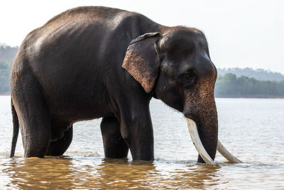 Elephant in a river