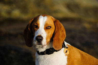 Close-up portrait of beagle standing on field
