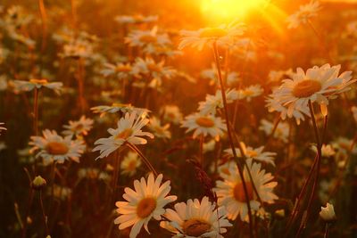 Close-up of flowering plants on field