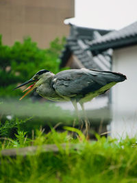 Bird perching on a field