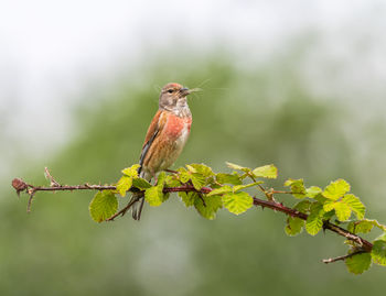 Close-up of bird perching on plant