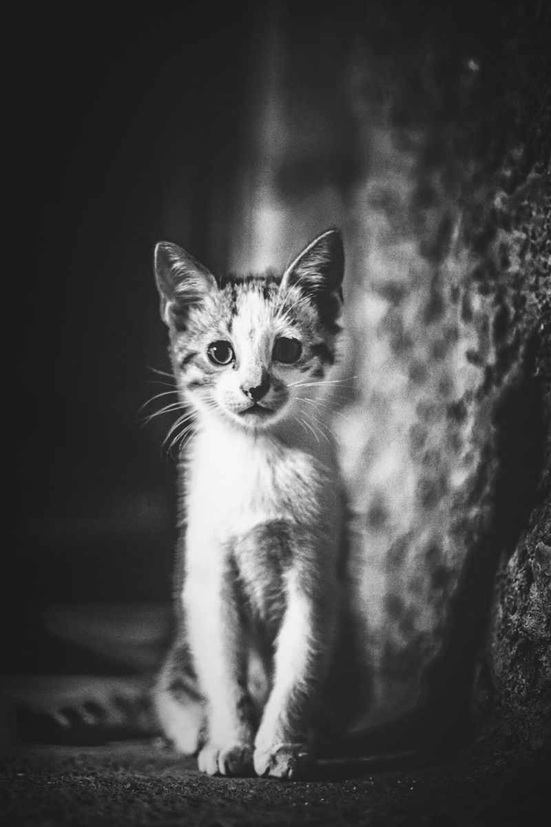 domestic cat, animal themes, one animal, cat, pets, feline, domestic animals, mammal, whisker, portrait, looking at camera, sitting, alertness, focus on foreground, staring, close-up, front view, no people, indoors