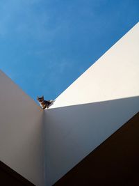 Low angle view of cat on building against blue sky