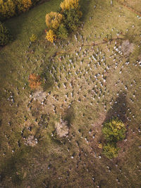 High angle view of cemetery