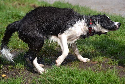 Dog lying on grass