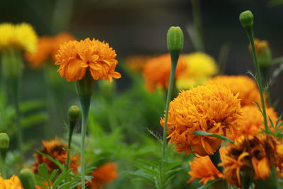 Close-up of orange marigold flowers