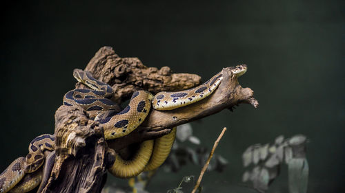 Close-up of turtle on rock against black background
