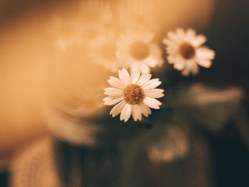 Close-up of flower against blurred background