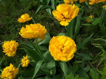 Close-up of yellow crocus flowers blooming on field