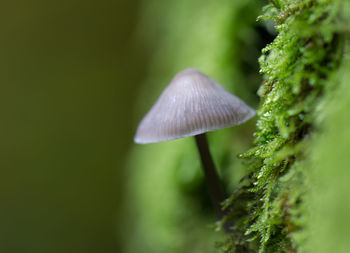 Close-up of mushroom growing outdoors