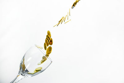 Close-up of corn over white background