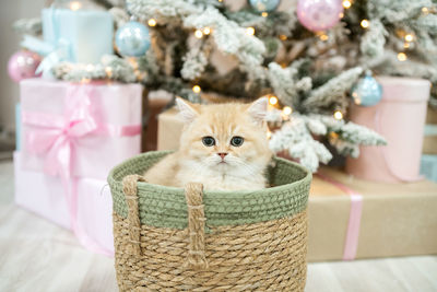 Cute british shorthair kitten is sitting in a festive basket under the christmas tree with gifts