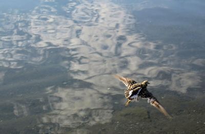 High angle view of bird flying over lake