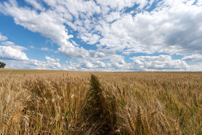 Scenic view of agricultural field against sky