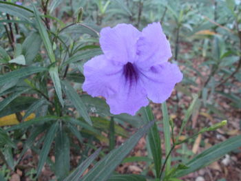 Close-up of purple flower blooming outdoors