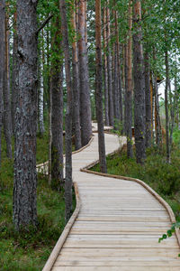 Footpath amidst trees in forest