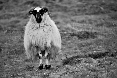 Close-up of sheep on field