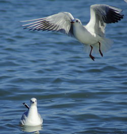 Seagull in water