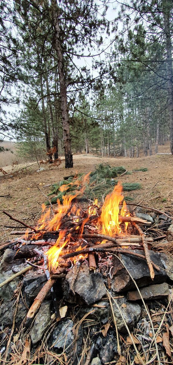 VIEW OF BONFIRE IN FOREST