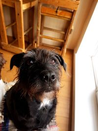 Portrait of black dog sitting at home