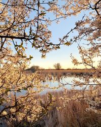 Scenic view of lake by trees against sky