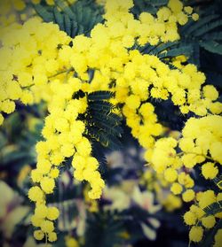 Close-up of yellow flowers