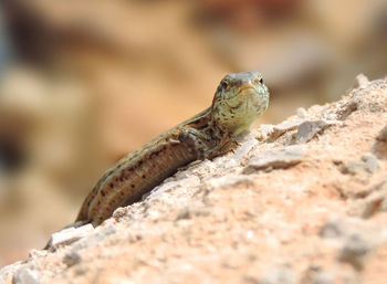Close-up of lizard on rock