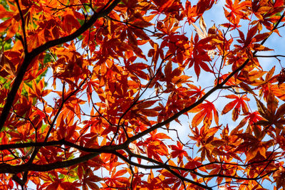 Low angle view of autumnal tree against sky