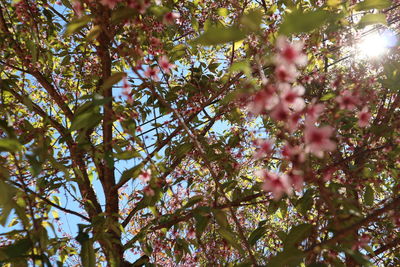 Low angle view of flowering tree