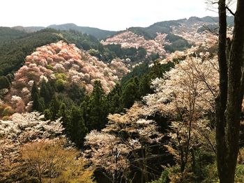 Scenic view of trees and mountains