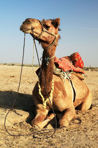Camel sitting at desert against clear sky