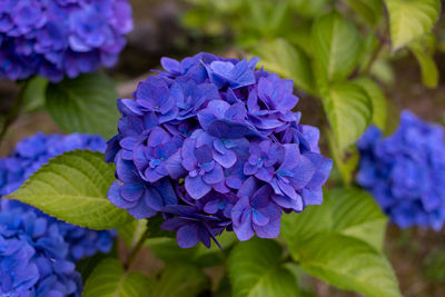 Close-up of purple flowering plant