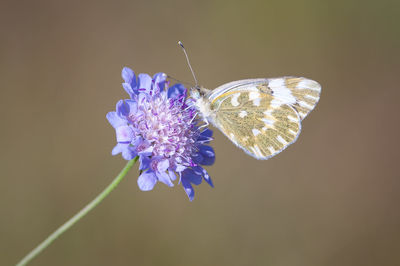 Close-up of butterfly pollinating on purple flower