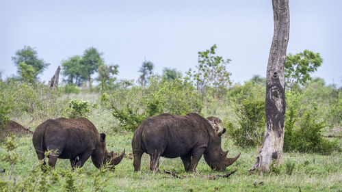 Rhinoceroses walking on land