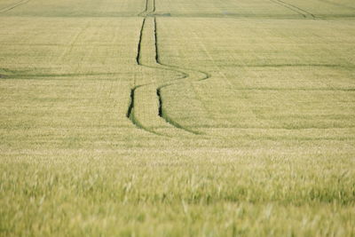 Scenic view of agricultural field