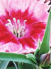 Close-up of pink flower