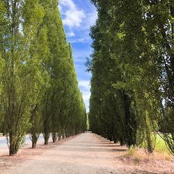 Dirt road along trees and plants