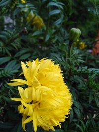 Close-up of yellow flowering plant